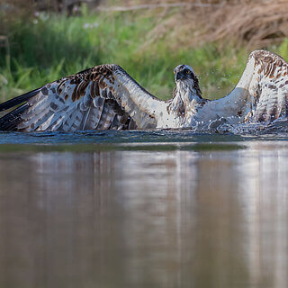 Rothiemurchus - Osprey